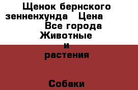 Щенок бернского зенненхунда › Цена ­ 35 000 - Все города Животные и растения » Собаки   . Алтай респ.